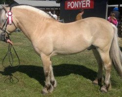 stallion Valdar Halsnæs (Fjord Horse, 1994, from Orion Halsnæs)