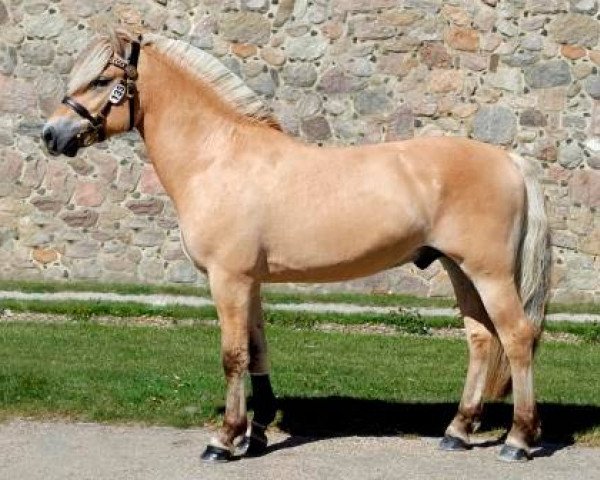 stallion Højgaards Lasco (Fjord Horse, 2011, from Perakrossen N-04-2657)