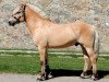 stallion Højgaards Lasco (Fjord Horse, 2011, from Perakrossen N-04-2657)