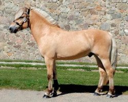 stallion Højgaards Lasco (Fjord Horse, 2011, from Perakrossen N-04-2657)