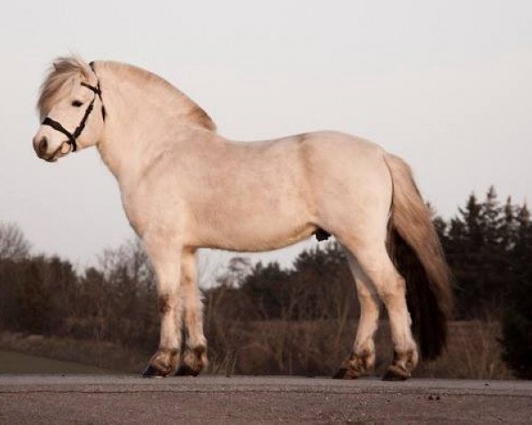 stallion Finfin N.2601 (Fjord Horse, 2006, from Sofin N.2511)