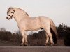 stallion Finfin N.2601 (Fjord Horse, 2006, from Sofin N.2511)