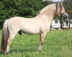 stallion Dons Frølunde (Fjord Horse, 2010, from Laust Halsnæs)