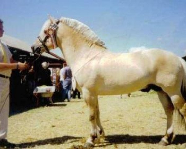 stallion Admiral Halsnaes (Fjord Horse, 1995, from Pikant Halsnæs )