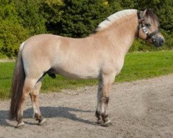 stallion Ågerupgård’s Pascal (Fjord Horse, 2004, from Golf Gudenå)