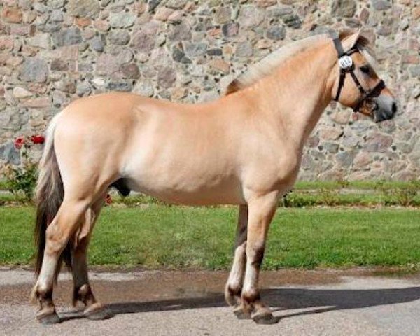 stallion Torden Skovå (Fjord Horse, 2012, from Trollfin)