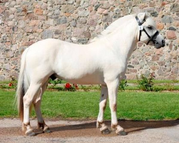 stallion Picasso Kaptain (Fjord Horse, 2012, from Finfin N.2601)