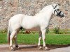 stallion Picasso Kaptain (Fjord Horse, 2012, from Finfin N.2601)