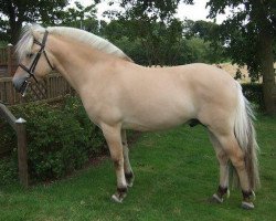 horse Mosegårdens Ivanhoe (Fjord Horse, 2011, from Mosegårdens Kejser)