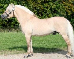 stallion Knop Halsnæs (Fjord Horse, 2005, from Granit Halsnæs)