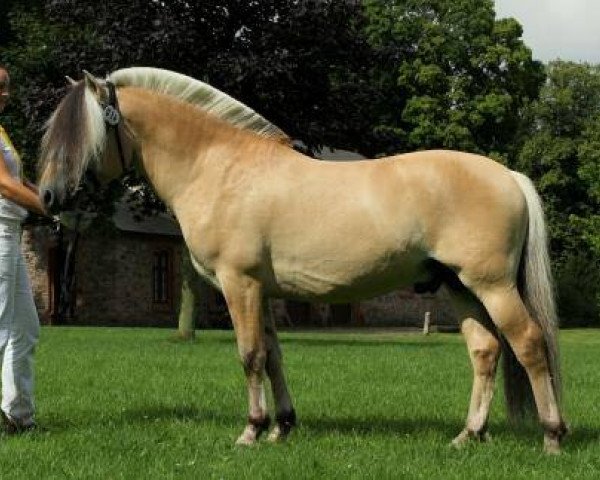 stallion Gershøj’s Eid (Fjord Horse, 2008, from Trollfin)