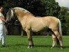 stallion Gershøj’s Eid (Fjord Horse, 2008, from Trollfin)