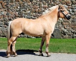 stallion Dahl’s Oiken (Fjord Horse, 2009, from Knægt Halsnæs)