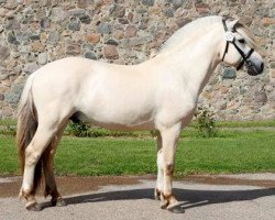 stallion Rubin Skovå (Fjord Horse, 2010, from Finfin N.2601)