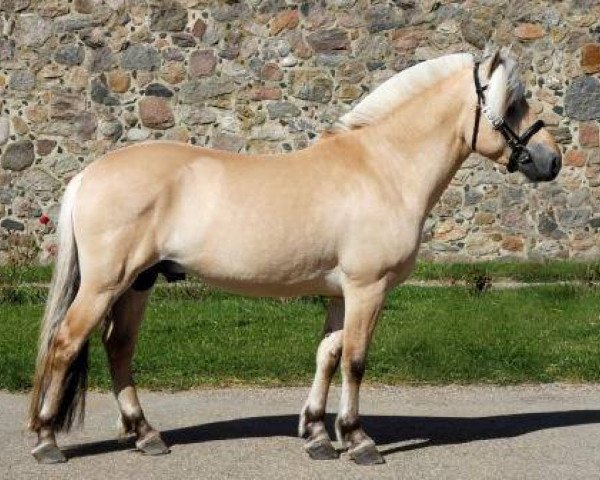 Deckhengst Oliver Vårby (Fjordpferd, 2012, von Glibings Ajs FJH 736)