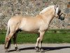 stallion Oliver Vårby (Fjord Horse, 2012, from Glibings Ajs FJH 736)