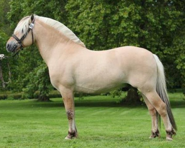 stallion Mosegårdens Kejser (Fjord Horse, 2002, from Golf Gudenå)