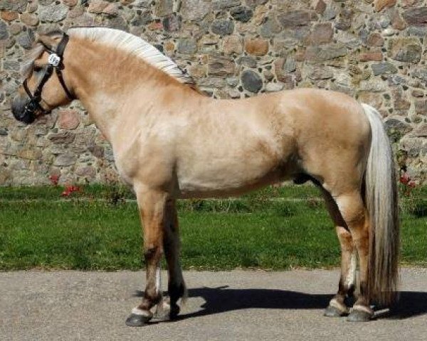 stallion Kamillas Tord (Fjord Horse, 2009, from Heros N.2517)