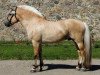 stallion Kamillas Tord (Fjord Horse, 2009, from Heros N.2517)