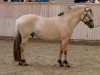 stallion Højgaards Nando (Fjord Horse, 2013, from Fløgstad Odin)