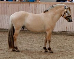 stallion Højgaards Nando (Fjord Horse, 2013, from Fløgstad Odin)