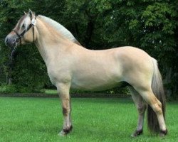 stallion Wupti (Fjord Horse, 2010, from Rusk)