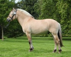 stallion Leico Skellerød (Fjord Horse, 2007, from Granit Halsnæs)