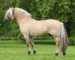 stallion Fjordbækken’s Sidan (Fjord Horse, 2007, from Ørjar N.2623)