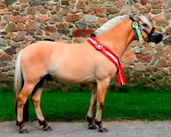 stallion Ågerupgårds Elliot (Fjord Horse, 2014, from Ingolf Kjærgård)