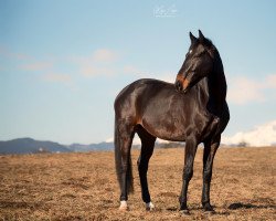 Springpferd Back In Black (Achal Tekkiner, 2015, von Corado G)