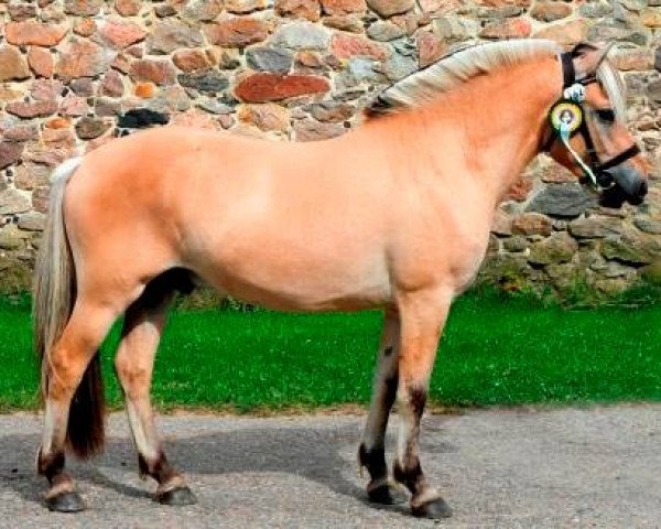 stallion Vokal Skovå (Fjord Horse, 2014, from Orkan Skovå)