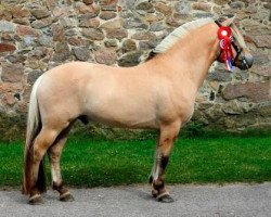 stallion Storm Skovå (Fjord Horse, 2011, from Model Skovå)