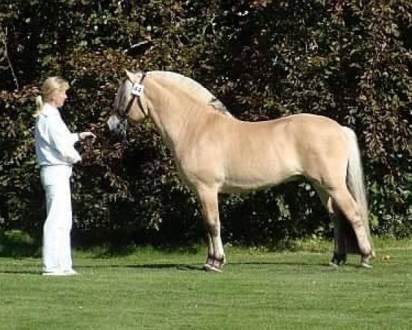 stallion Stald Kiels Jargon (Fjord Horse, 2004, from Athos FJH-S 684)