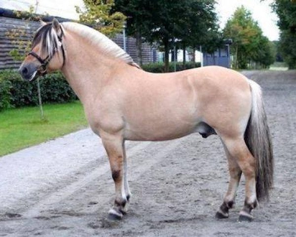 stallion Rusk (Fjord Horse, 2006, from Fjordens Marcus)