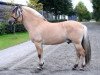 stallion Rusk (Fjord Horse, 2006, from Fjordens Marcus)