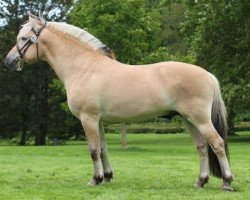 stallion Orkan Skovå (Fjord Horse, 2008, from Trollfin)