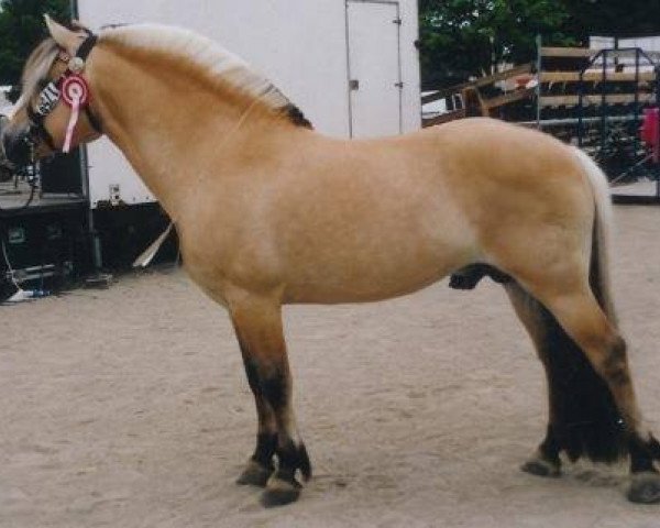 stallion Orion Halsnæs (Fjord Horse, 1989, from Knast Halsnæs)