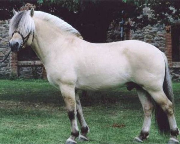 stallion Mosegårdens Splint (Fjord Horse, 2001, from Golf Gudenå)