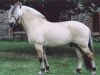 stallion Mosegårdens Splint (Fjord Horse, 2001, from Golf Gudenå)