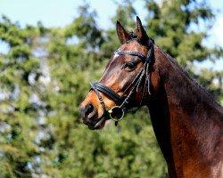 dressage horse Cor 12 (KWPN (Royal Dutch Sporthorse), 2007, from Clinton)