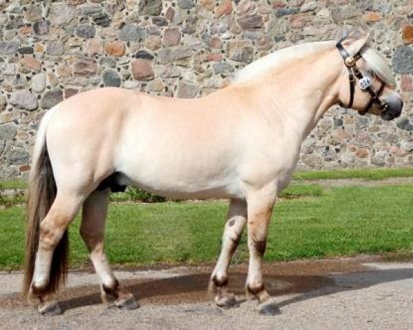 stallion Mosegårdens Hauge (Fjord Horse, 2010, from Kneist Skovå)