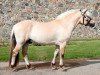 stallion Mosegårdens Hauge (Fjord Horse, 2010, from Kneist Skovå)