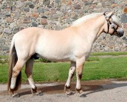 stallion Mosegårdens Hauge (Fjord Horse, 2010, from Kneist Skovå)