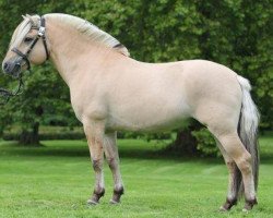 stallion Model Skovå (Fjord Horse, 2006, from Granit Halsnæs)