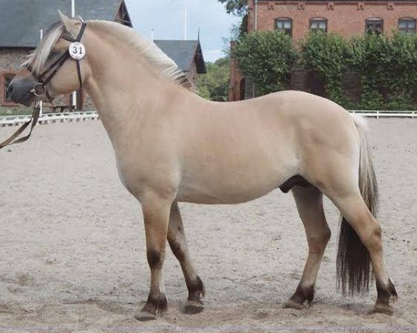 stallion Granit Halsnæs (Fjord Horse, 2001, from Ørjar N.2623)