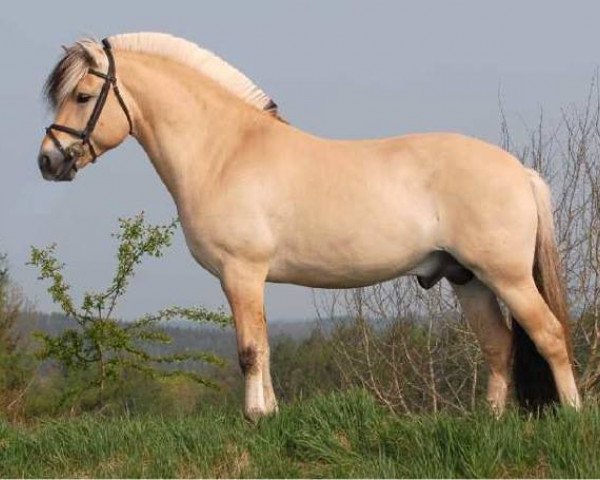 stallion Fjordens Marcus (Fjord Horse, 2000, from Kastanjegårdens Fernando)