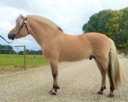 stallion Fjelltor N.2527 (Fjord Horse, 2007, from Torsetblakken)