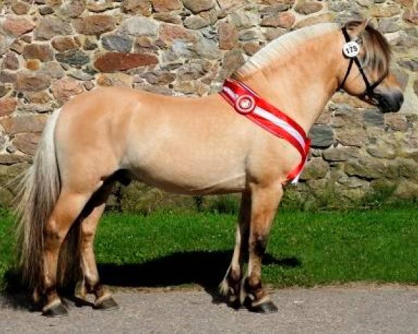 stallion Ecko Frølunde (Fjord Horse, 2011, from Granit Halsnæs)