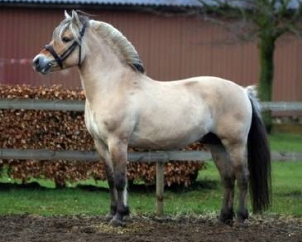 stallion Cadeau Halsnæs (Fjord Horse, 1997, from Ørjar N.2623)