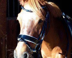 dressage horse Chicago 104 (Welsh-Pony (Section B), 2004, from Charivari)